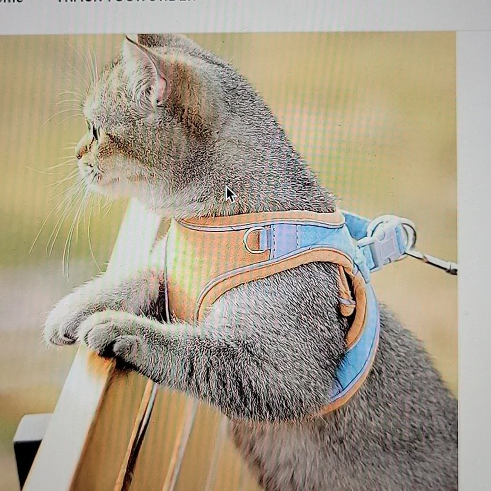 Cute little tiny dog or cat harness with leash, small